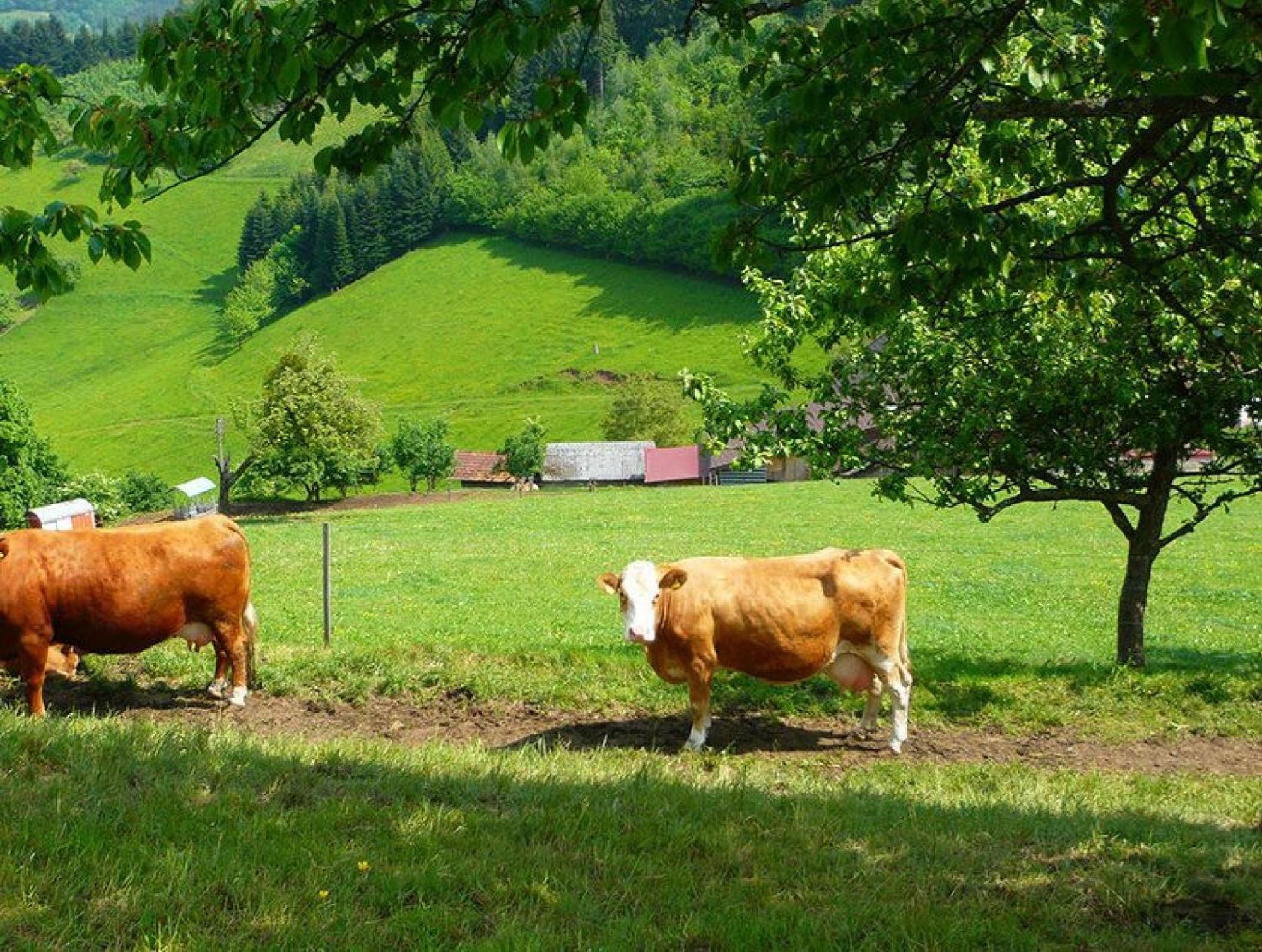 Ziegelhof Leilighet Schuttertal Eksteriør bilde